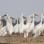 Siberian Cranes (image by Mark Beaman)