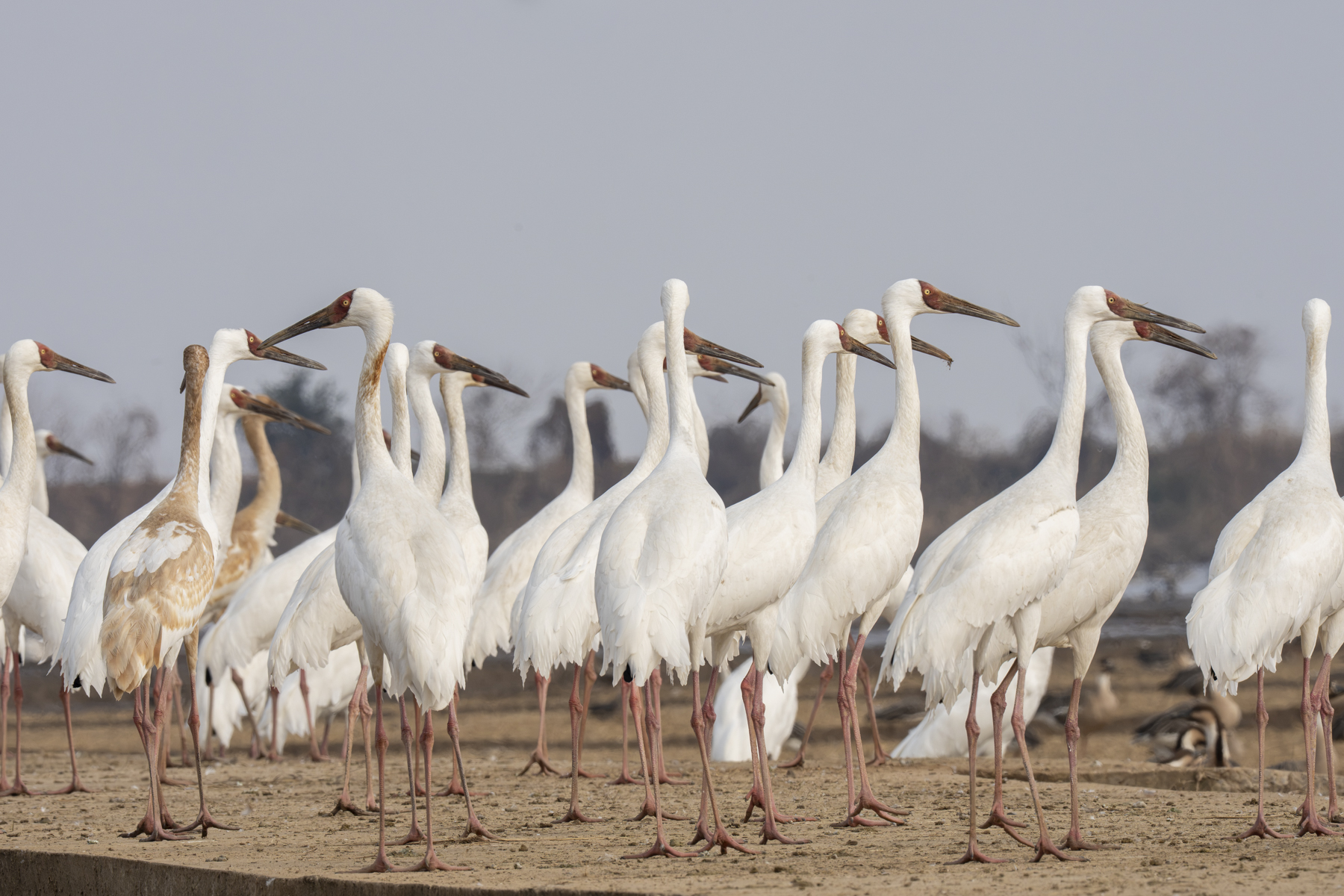 Siberian Cranes (image by Mark Beaman)