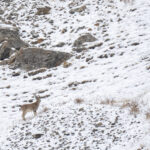 Siberian Ibex (image by Mark Beaman)