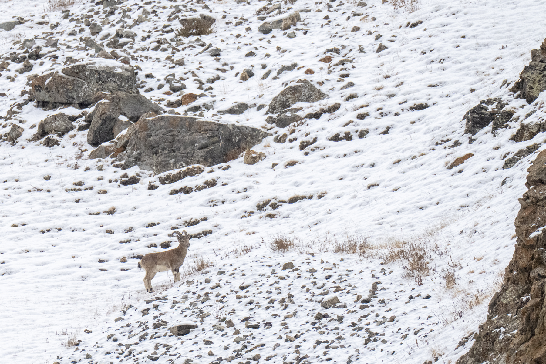Siberian Ibex (image by Mark Beaman)