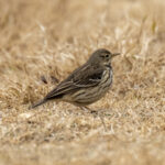 Siberian Pipit (image by Mark Beaman)