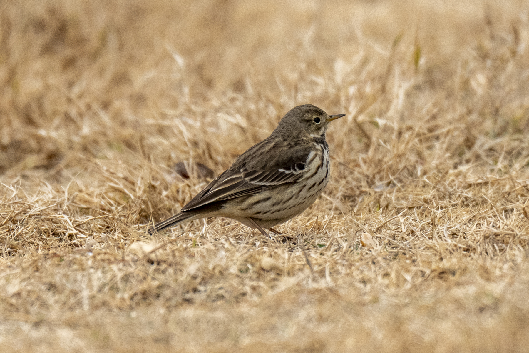 Siberian Pipit (image by Mark Beaman)