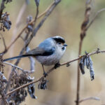 Silver-throated Bushtit (image by Mark Beaman)