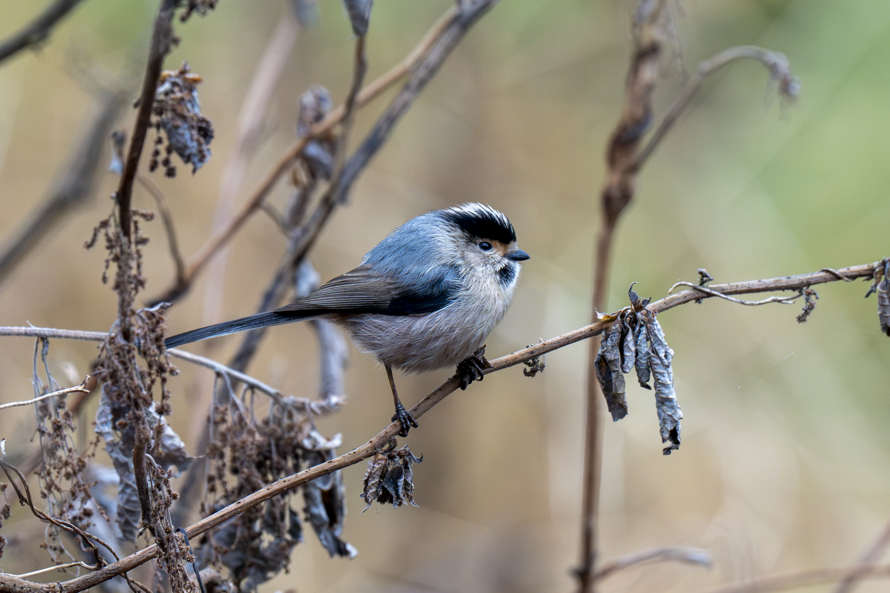 Silver-throated Bushtit (image by Mark Beaman)