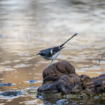 Slaty-backed Forktail (image by Mark Beaman)