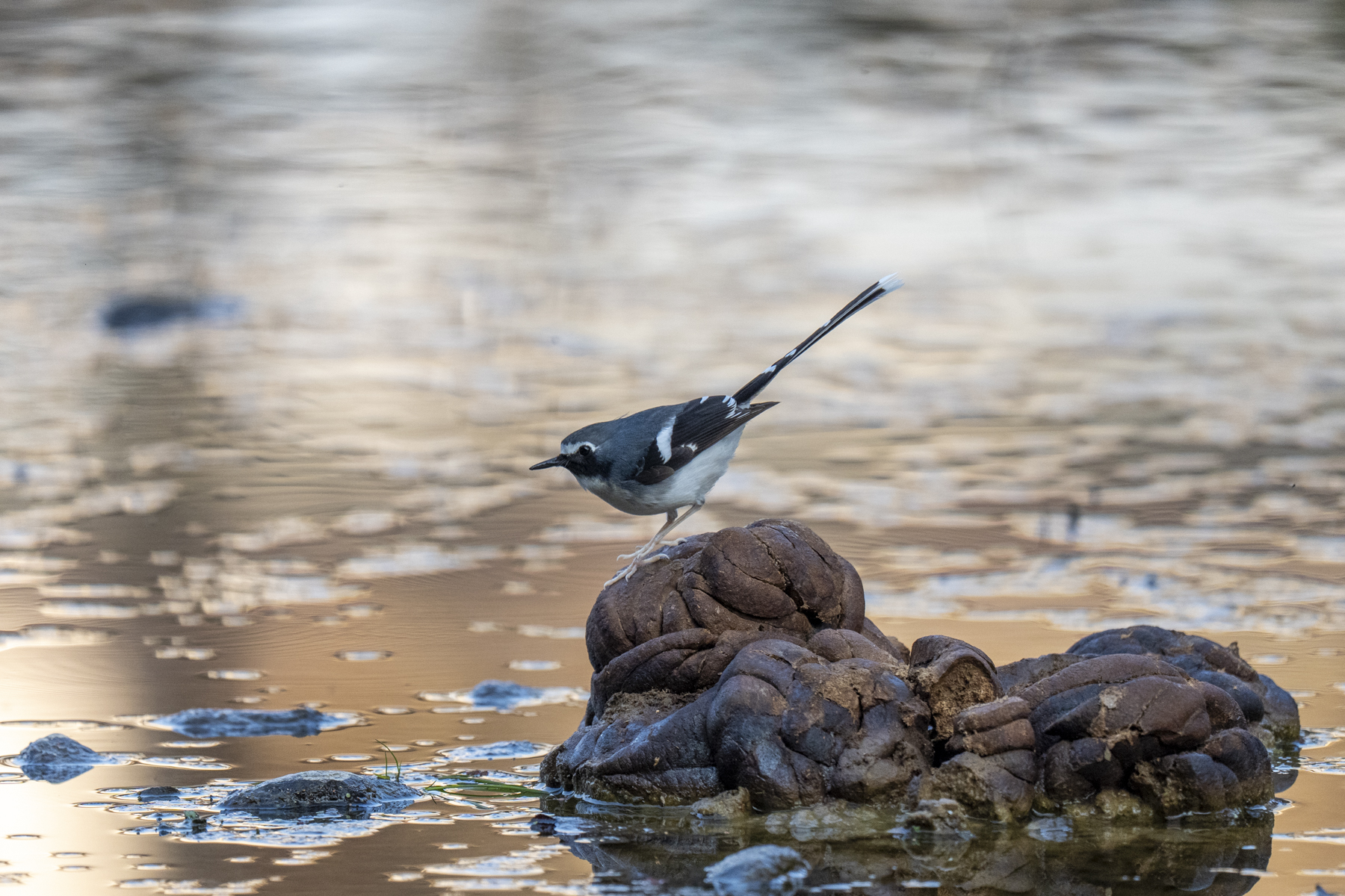 Slaty-backed Forktail (image by Mark Beaman)