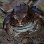 Smoky Jungle Frog (image by Mark Van Beirs)