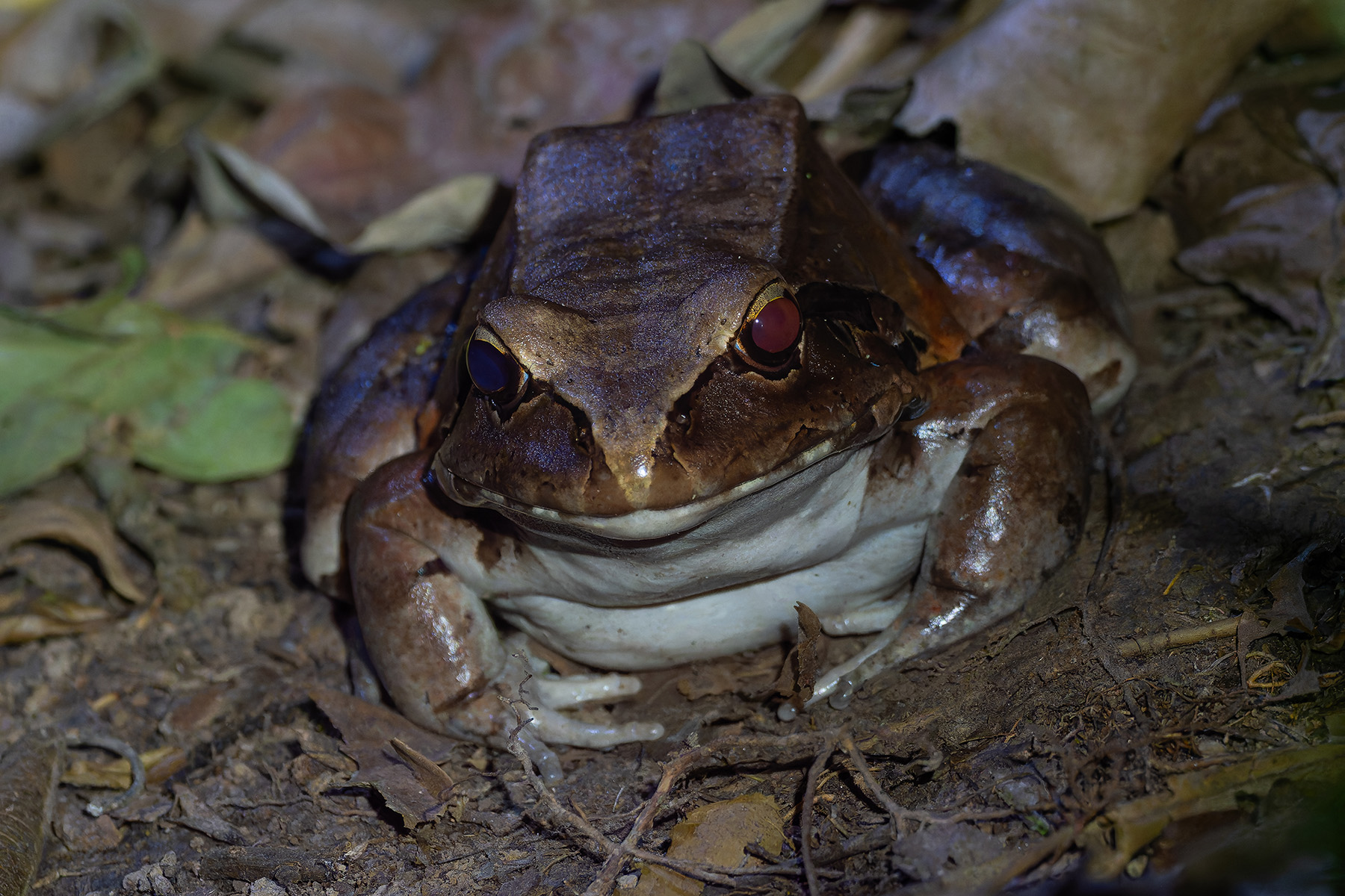 Smoky Jungle Frog (image by Mark Van Beirs)
