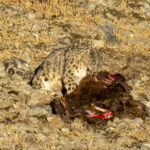 Snow Leopard (image by Mark Beaman)