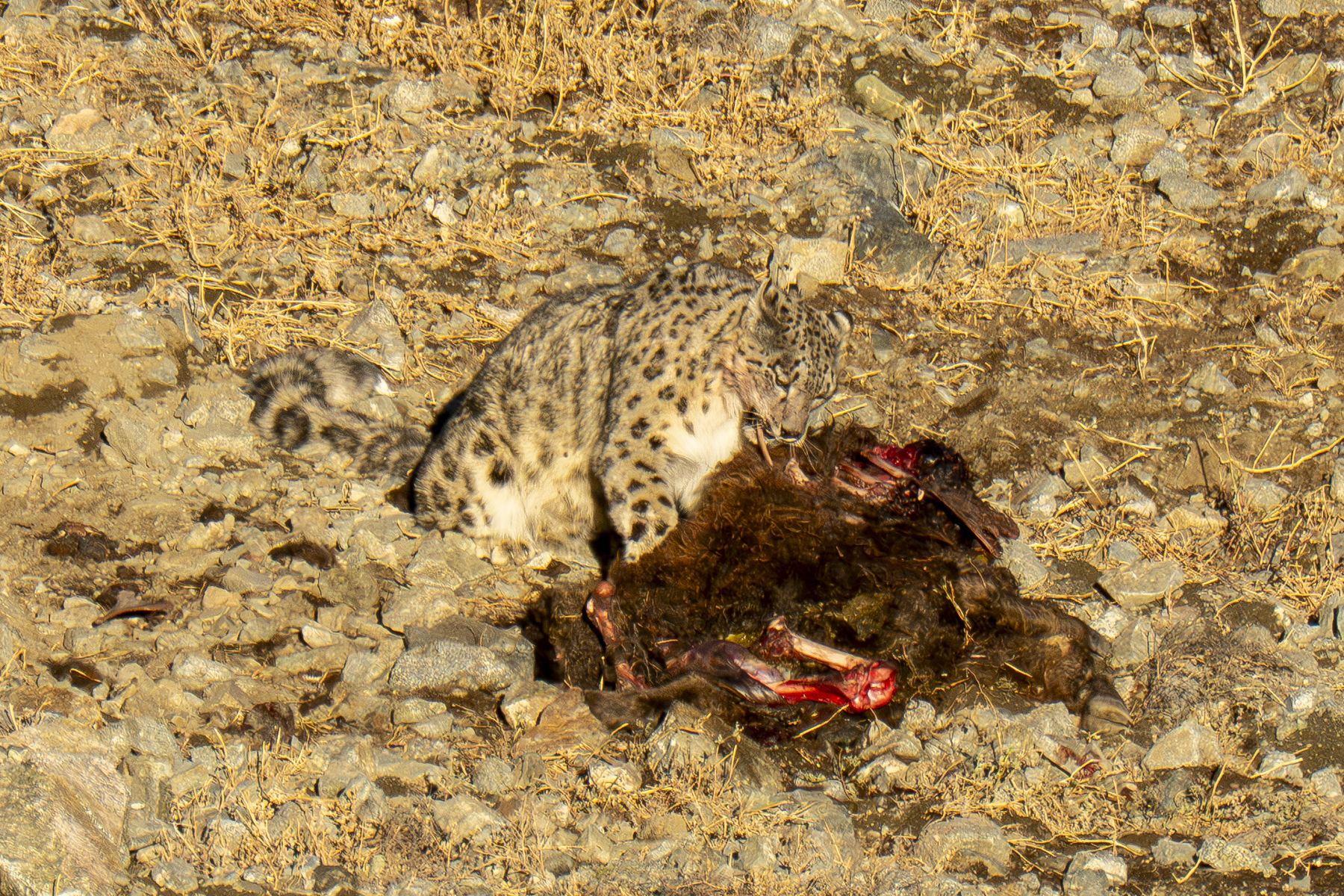 Snow Leopard (image by Mark Beaman)