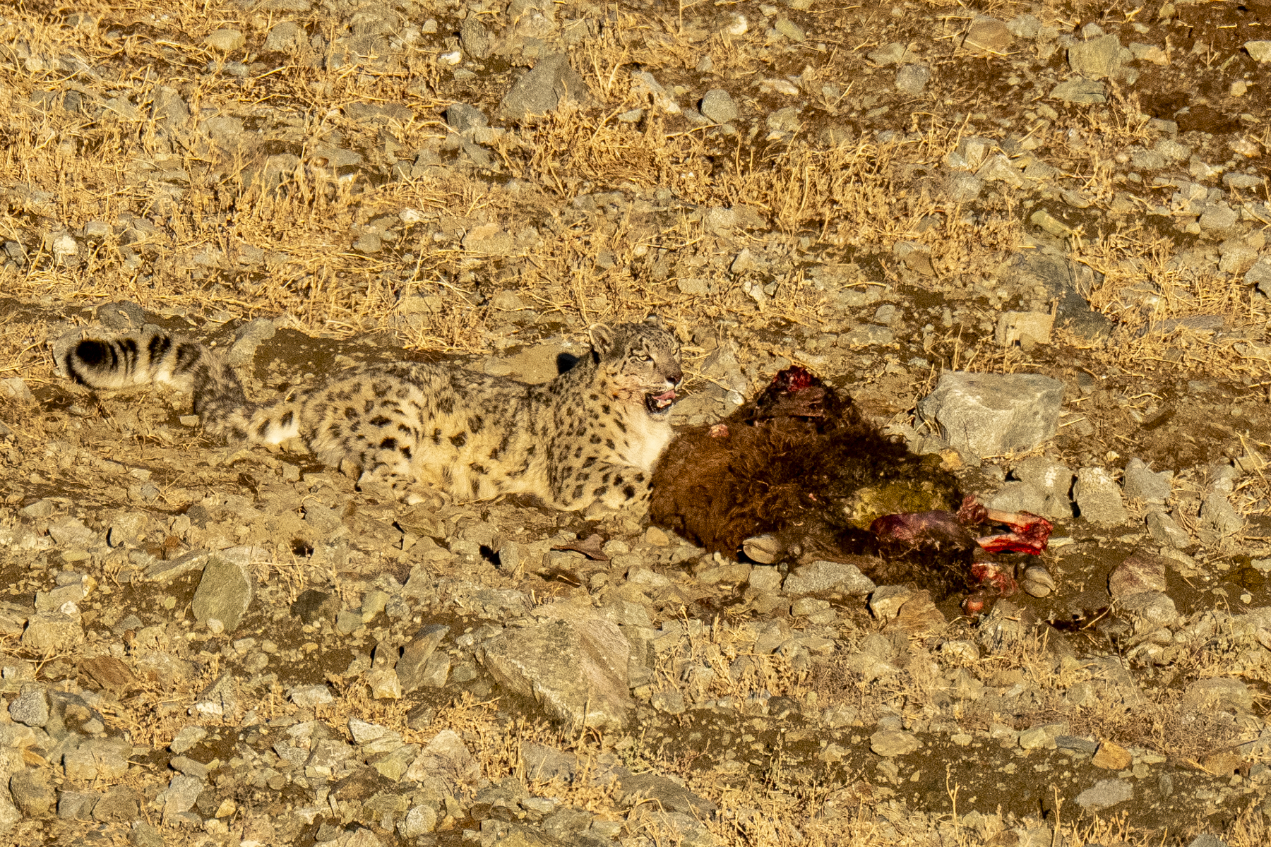 Snow Leopard (image by Mark Beaman)