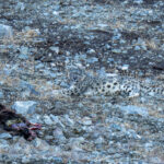Snow Leopard (image by Mark Beaman)