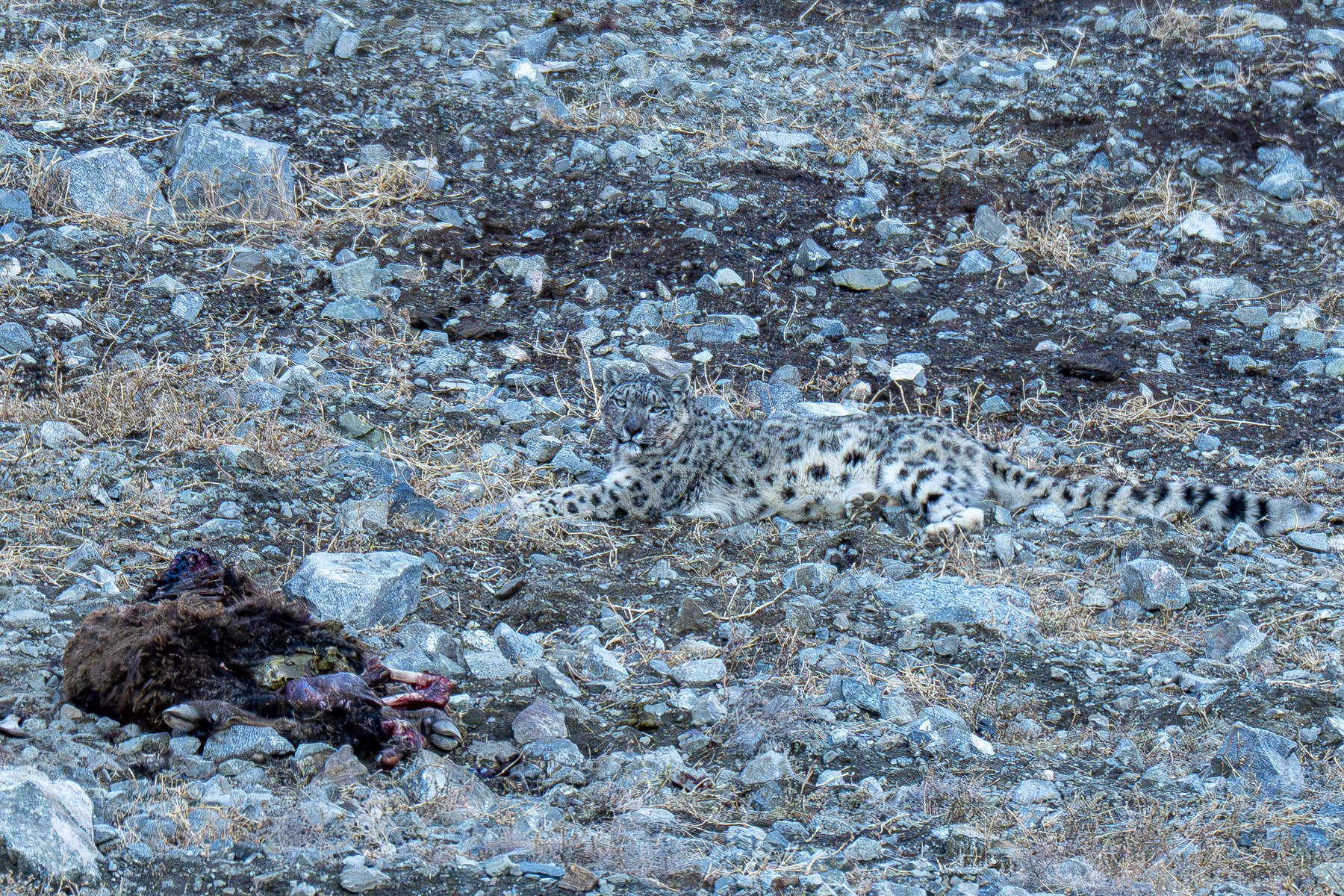 Snow Leopard (image by Mark Beaman)