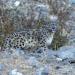 Snow Leopard (image by Mark Beaman)