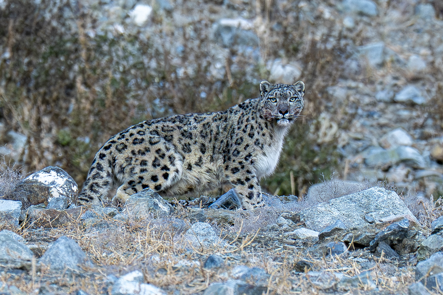 Snow Leopard (image by Mark Beaman)