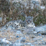 Snow Leopard (image by Mark Beaman)