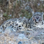 SNOW LEOPARDS & WILDLIFE OF MONGOLIA TOUR REPORT 2026