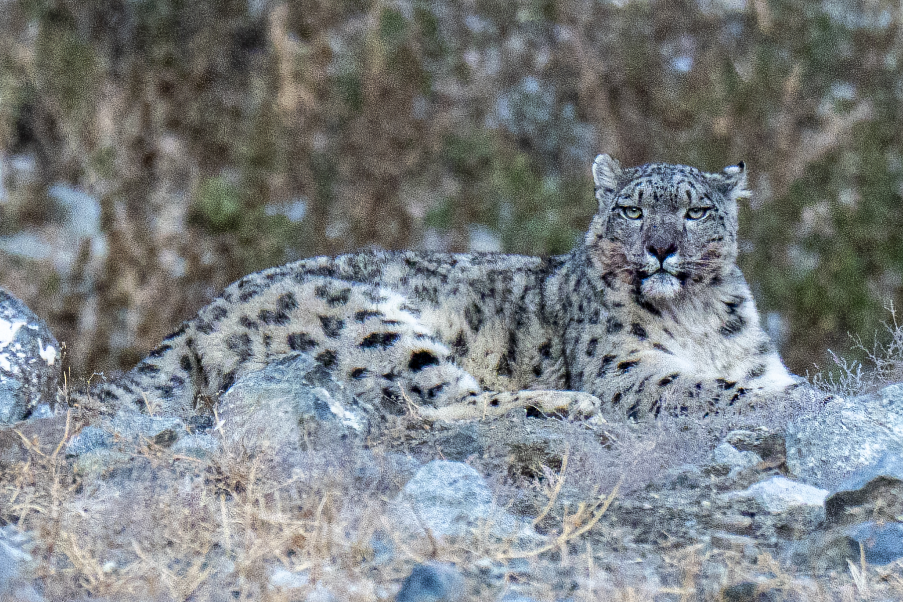 Snow Leopard, Jargalant Mts, Mongolia 2026 (image by Mark Beaman)
