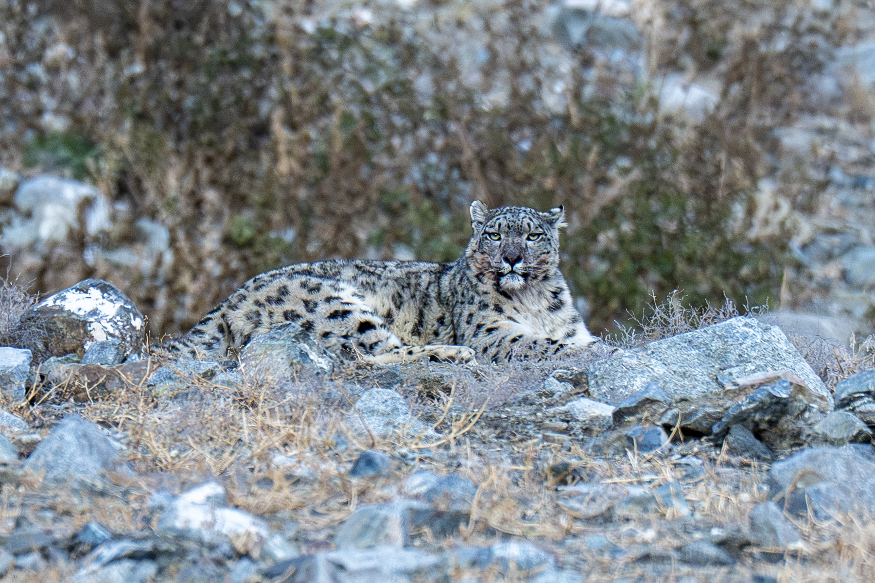 Snow Leopard (image by Mark Beaman)