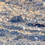 Snow Leopard and cubs (image by Mark Beaman)