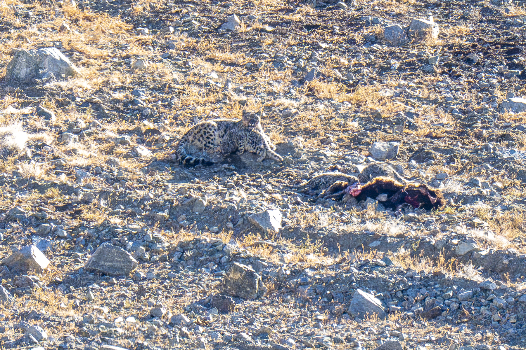 Snow Leopard and cubs (image by Mark Beaman)