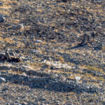 Snow Leopard and cubs (image by Mark Beaman)