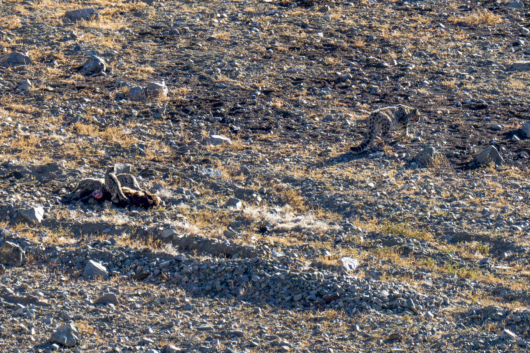 Snow Leopard and cubs (image by Mark Beaman)