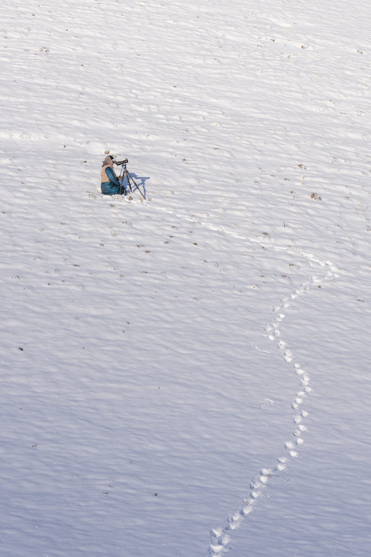 A local guide searching for Snow Leopards (image by Mark Beaman)