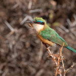 Somali Bee-eater (image by Mark Van Beirs)