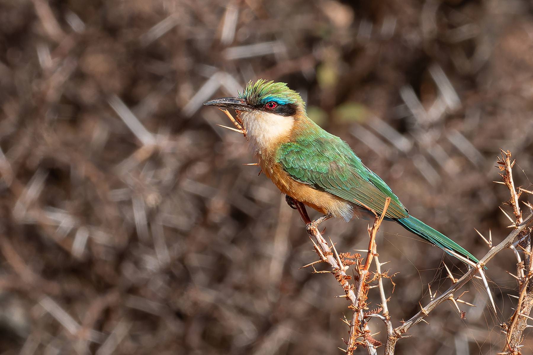 Somali Bee-eater (image by Mark Van Beirs)