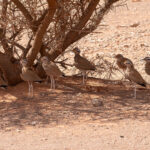 Somali Coursers (image by Mark Van Beirs)