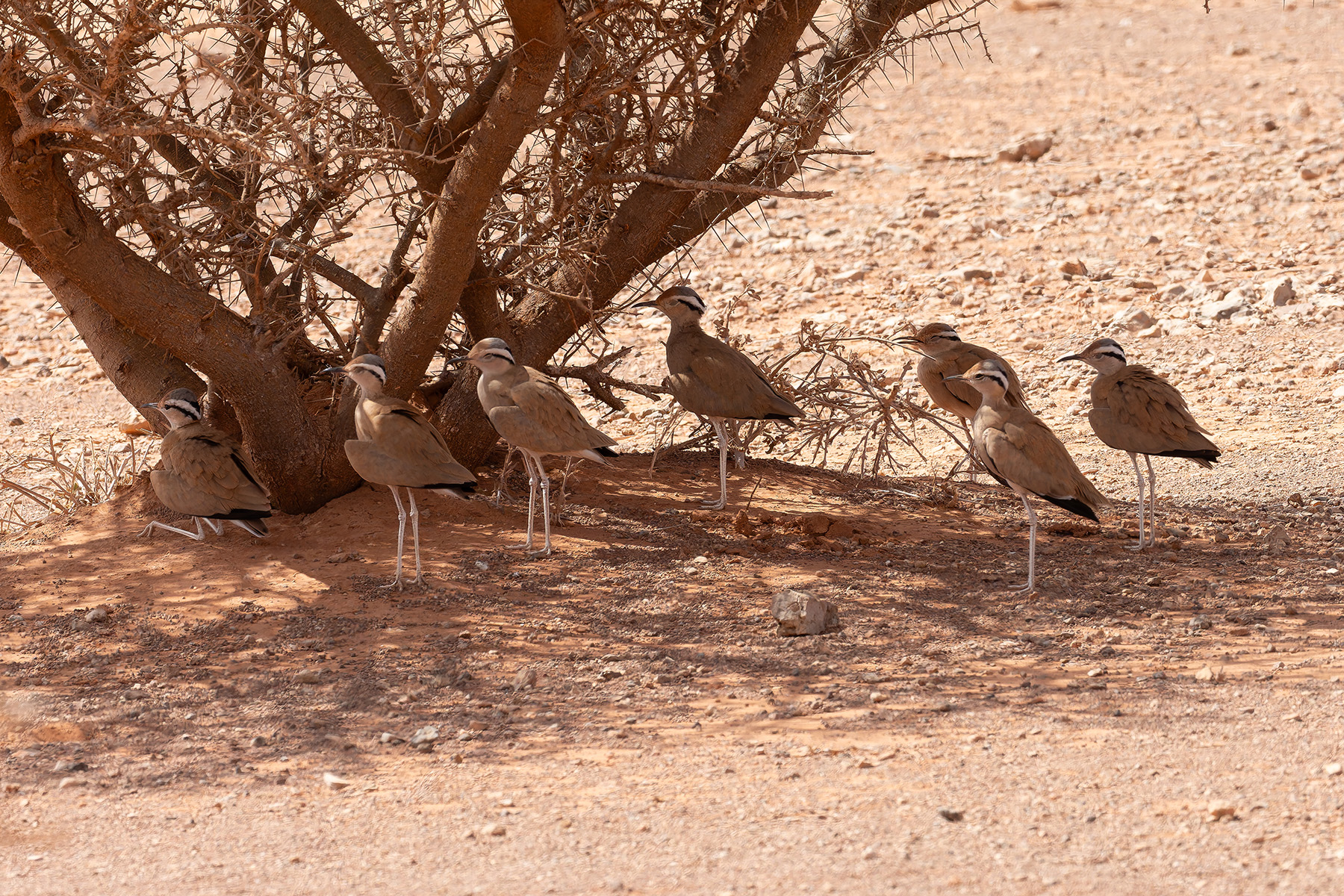 Somali Coursers (image by Mark Van Beirs)