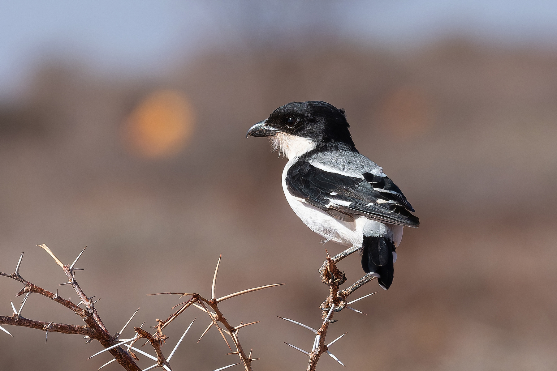 Somali Fiscal (image by Mark Van Beirs)