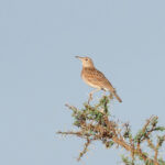 Somali Lark (image by Mark Van Beirs)