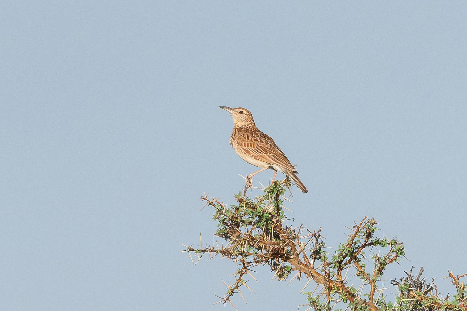 Somali Lark (image by Mark Van Beirs)