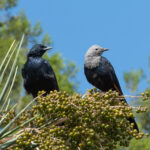 Somali Starling (image by Mark Van Beirs)