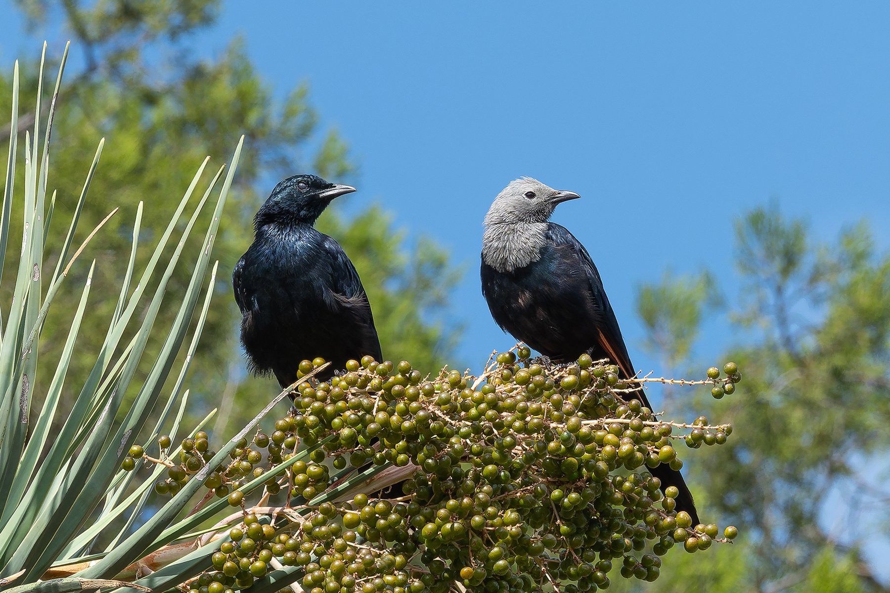 Somali Starling (image by Mark Van Beirs)