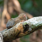 Southern Pygmy Marmoset (image by Mark Van Beirs)
