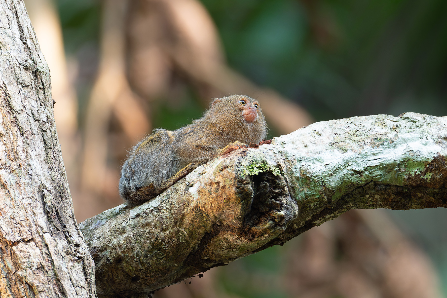 Southern Pygmy Marmoset (image by Mark Van Beirs)