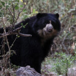 Spectacled Bear (image by Leo Garrigues)