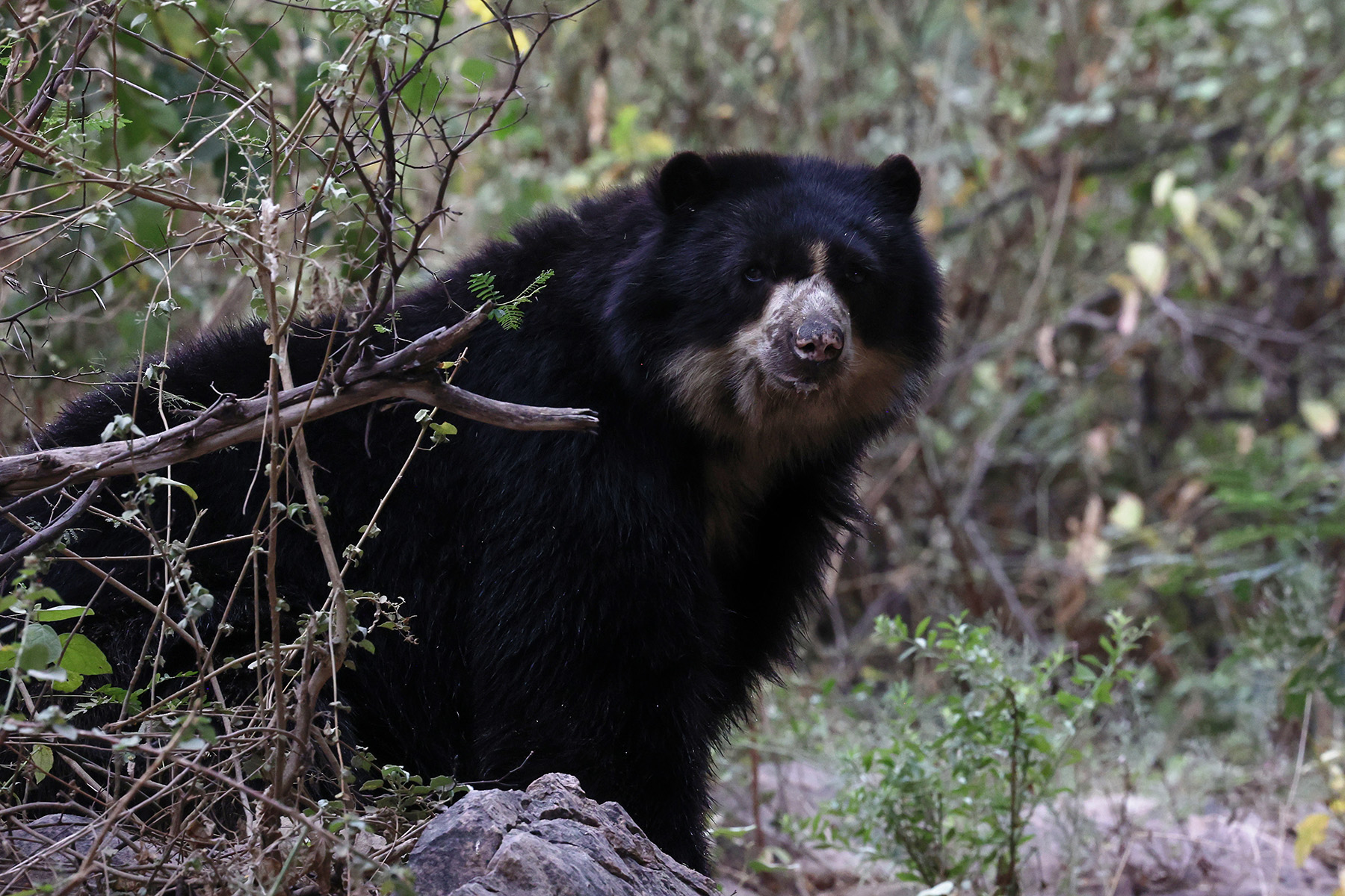 Spectacled Bear (image by Leo Garrigues)