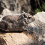 Speke's Gundi (image by Mark Van Beirs)