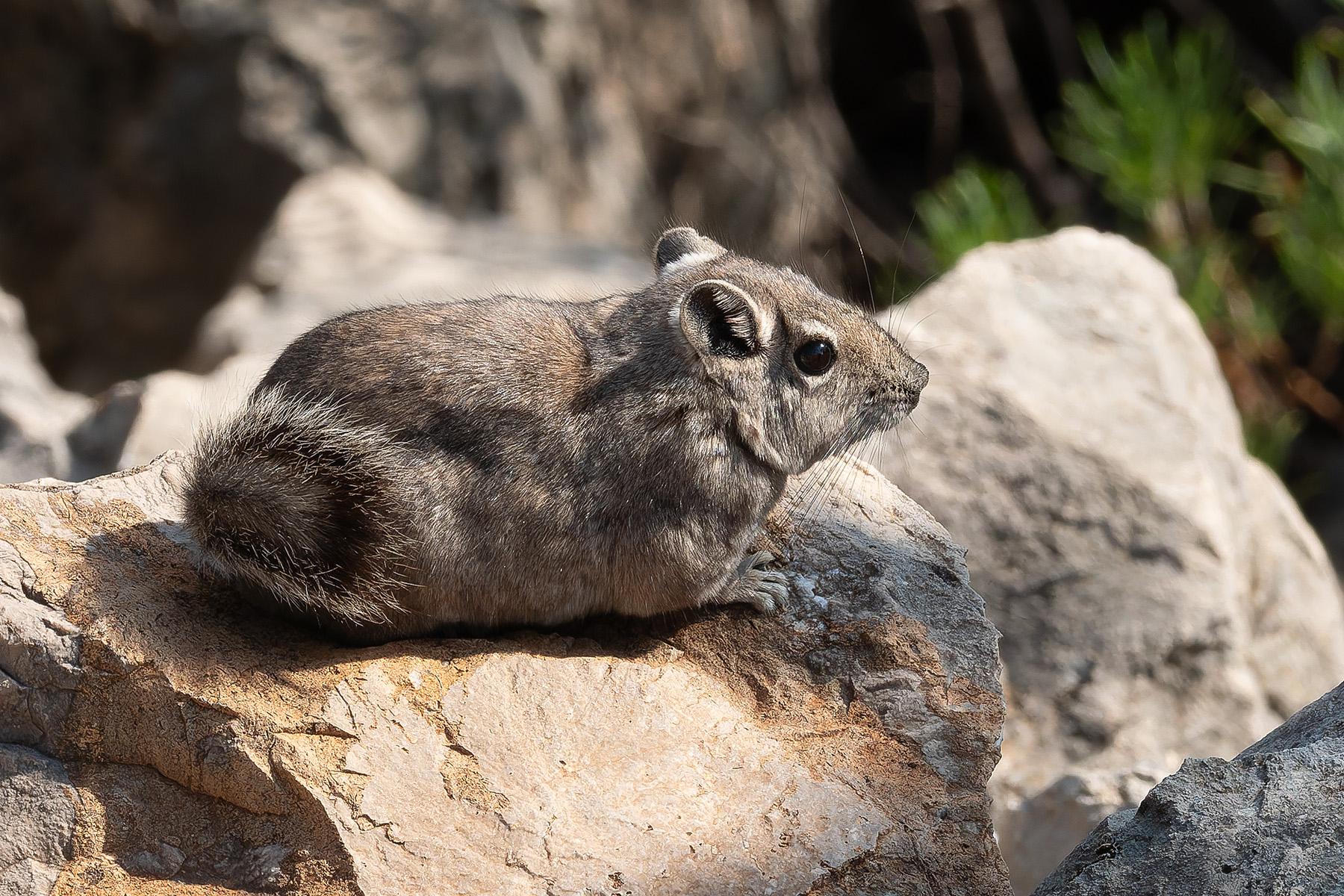 Speke's Gundi (image by Mark Van Beirs)