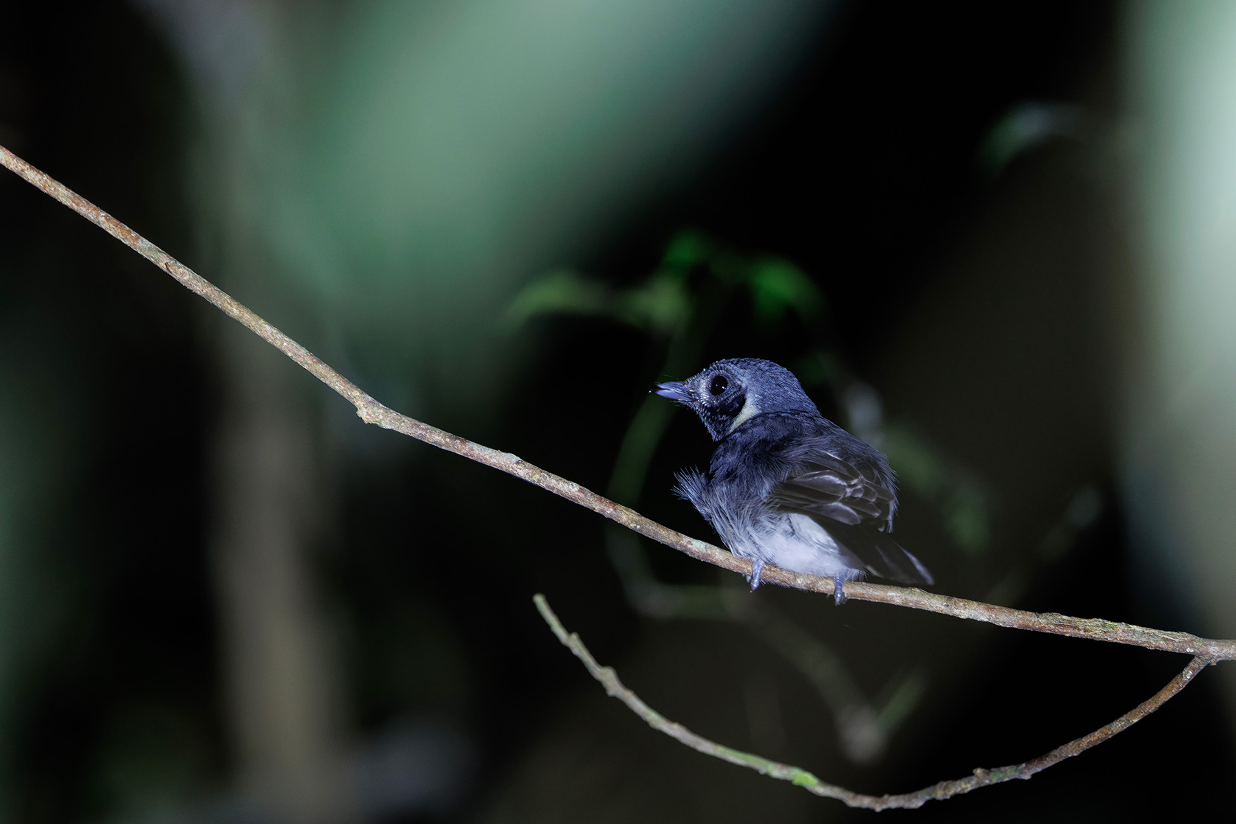 Spot-winged Monarch (image by Dáni Balla)