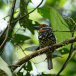 Spotted Puffbird (image by Mark Van Beirs)