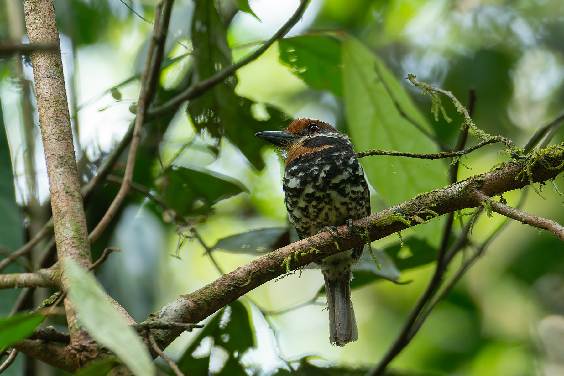 Spotted Puffbird (image by Mark Van Beirs)