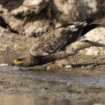 Steppe Eagle drinking (image by Mark Beaman)