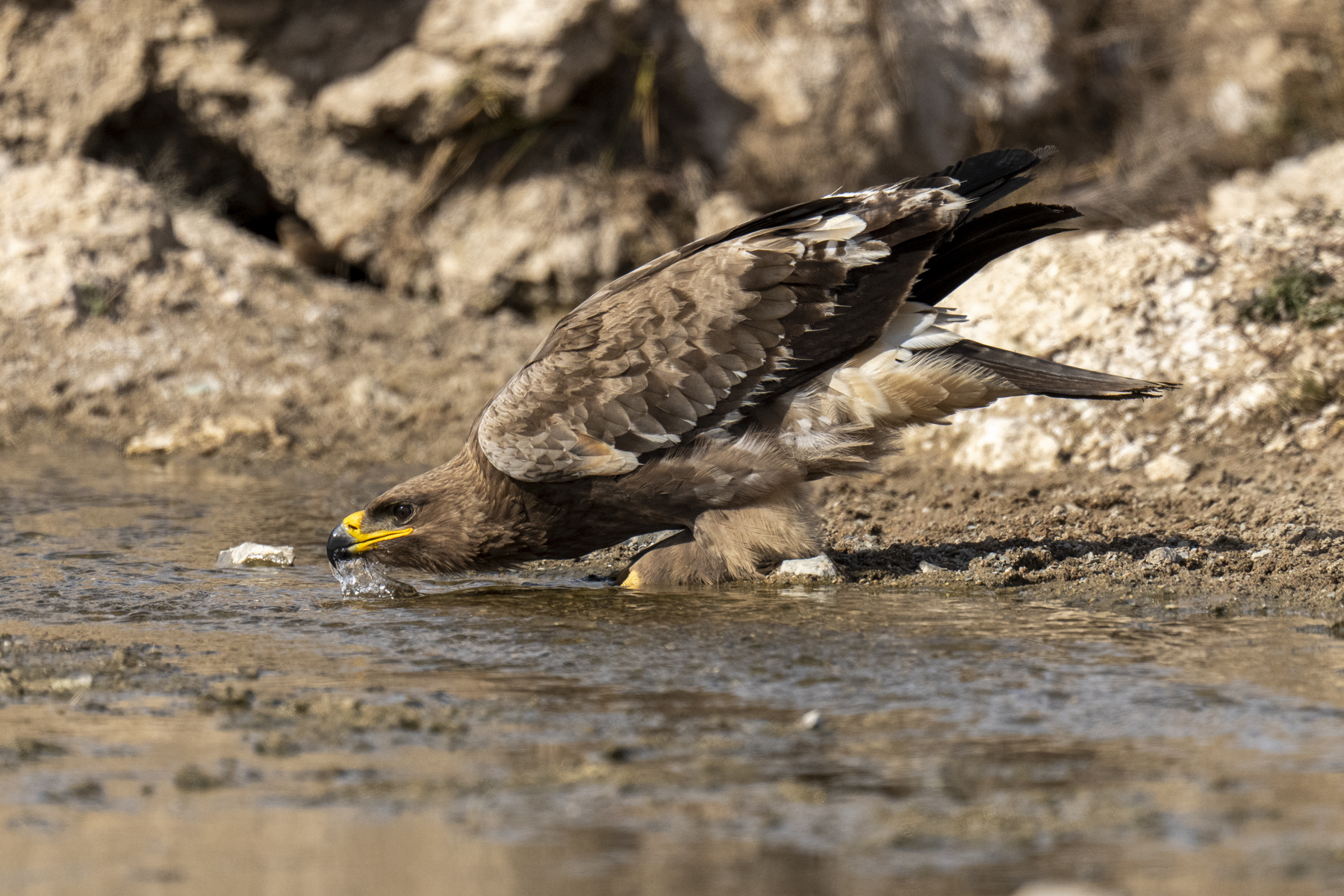 Steppe Eagle drinking (image by Mark Beaman)