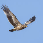 Steppe Eagle immature (image by Mark Beaman)