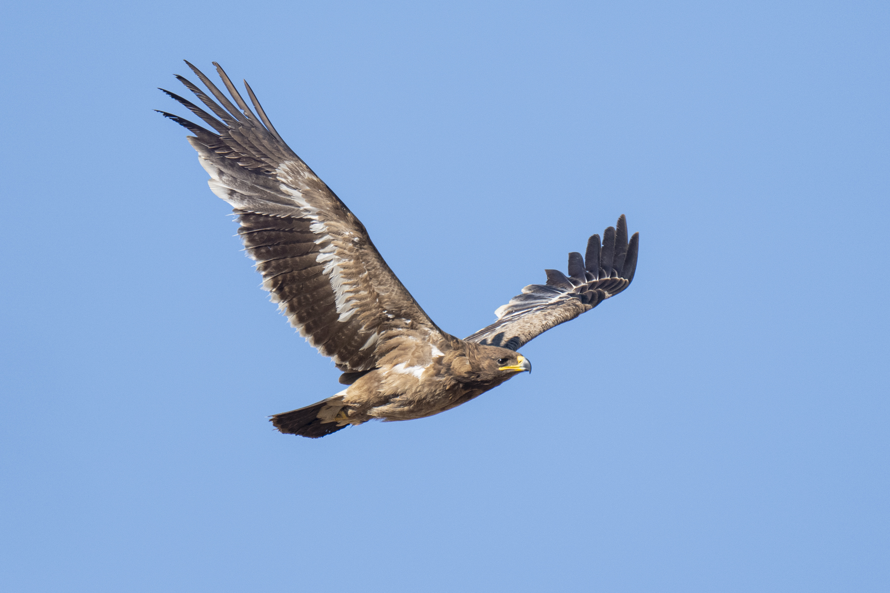 Steppe Eagle immature (image by Mark Beaman)